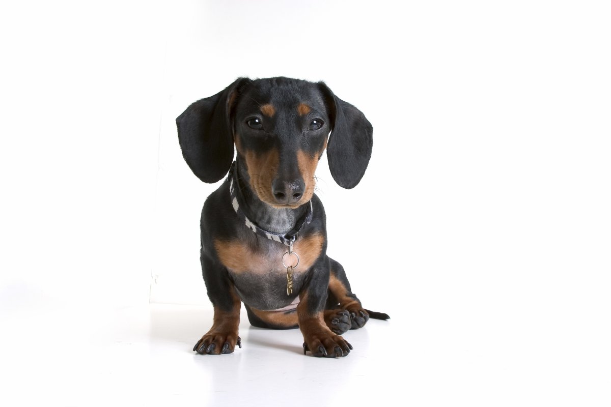 Такса черная гладкошерстная