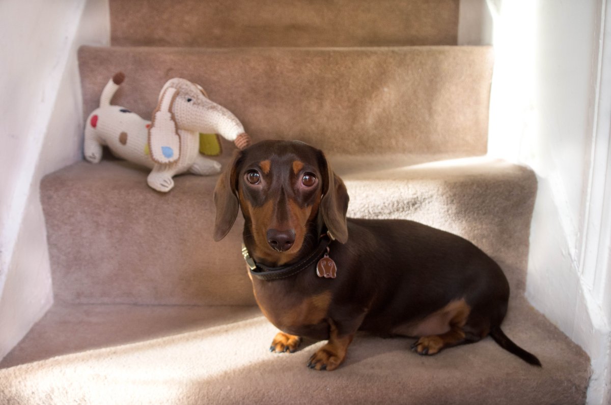 Такса шоколадного окраса