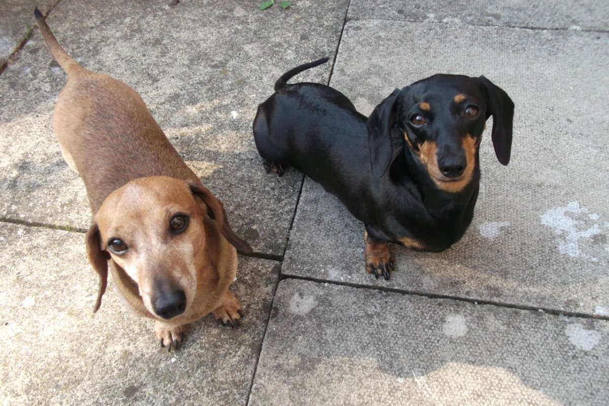 Пайболд такса длинношерстная