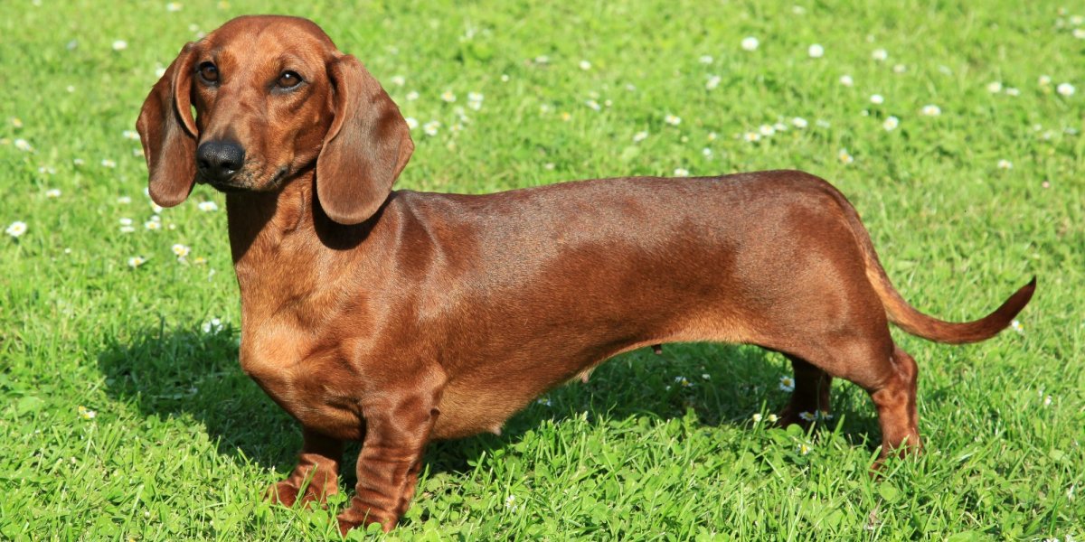 Такса порода собак