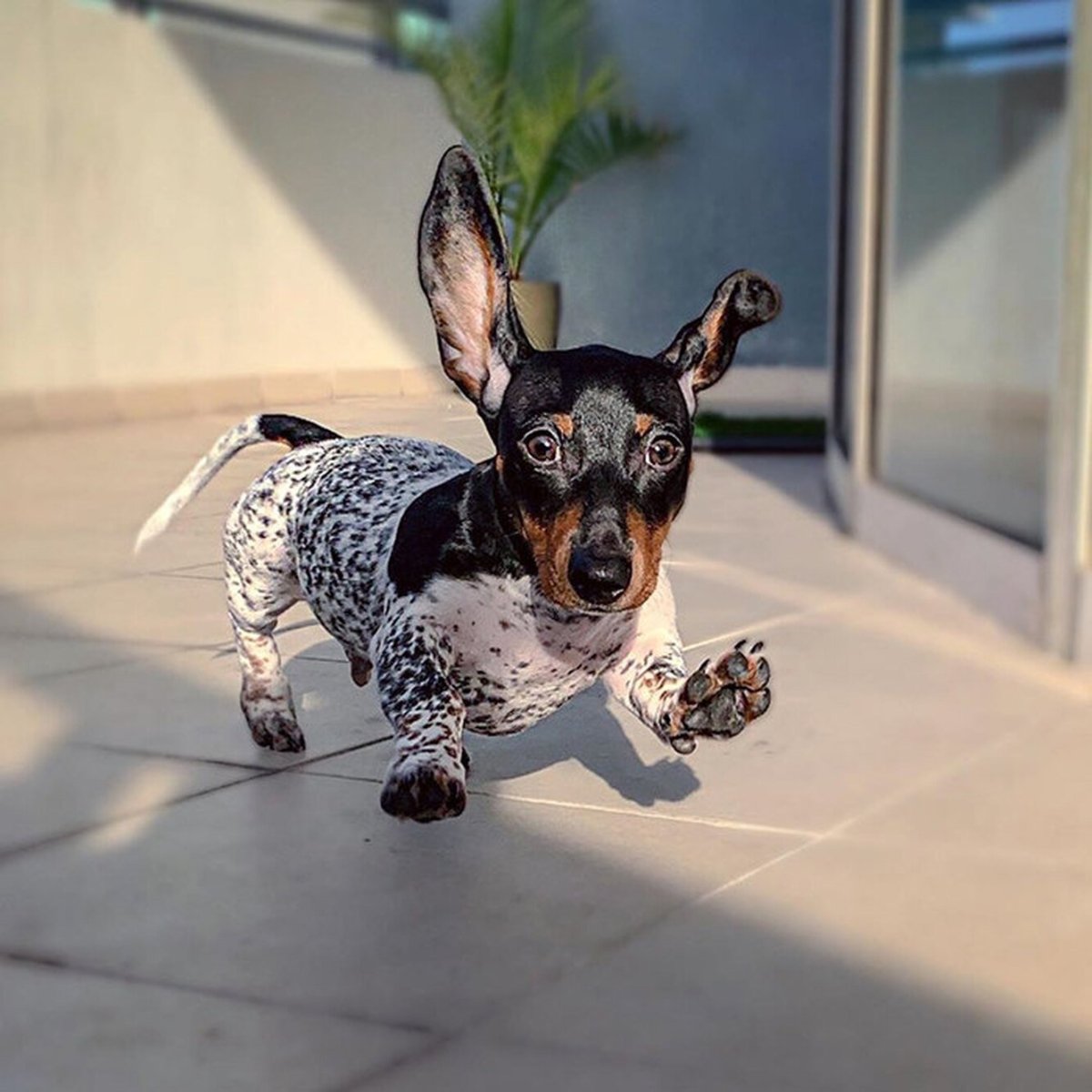 Такса с окрасом далматинца