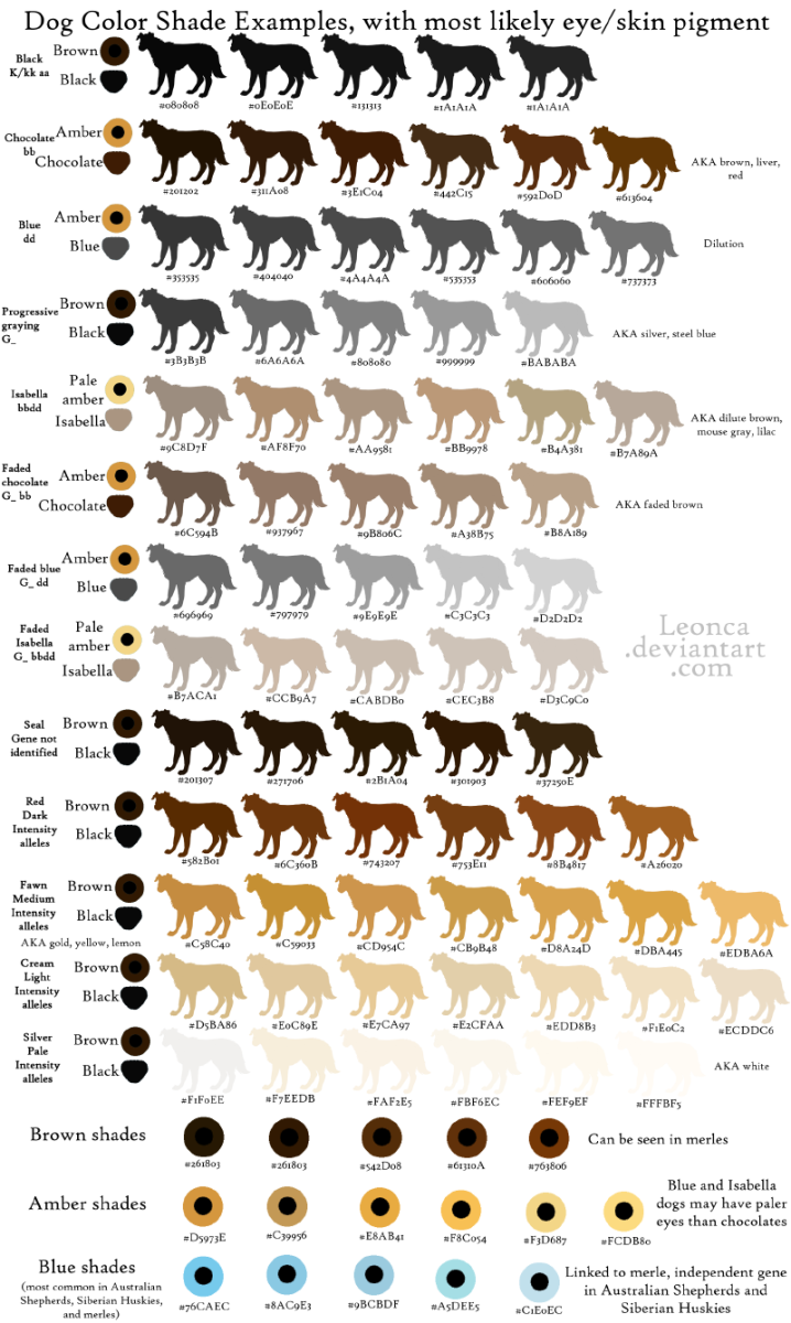 Генетика окрасов хаски таблица