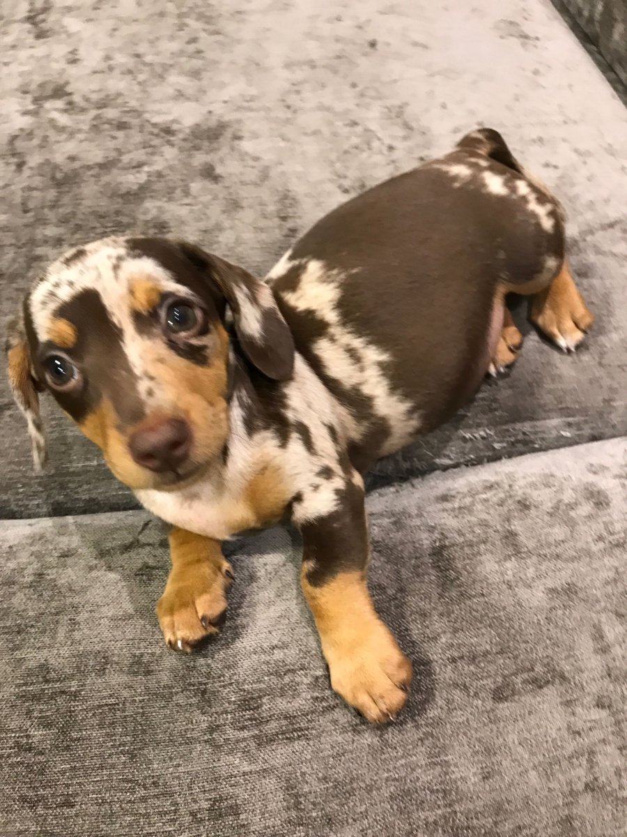 Карликовая такса пятнистая