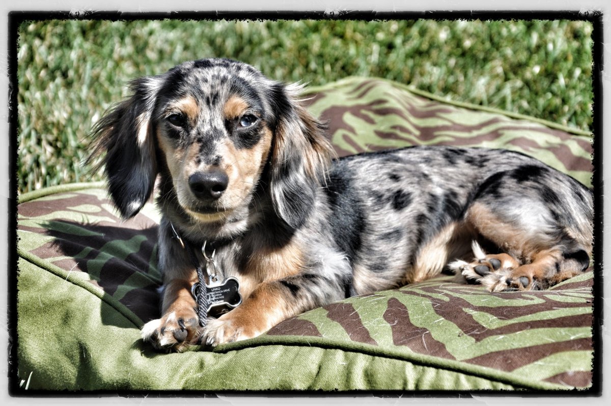 Кроличья такса пятнистая