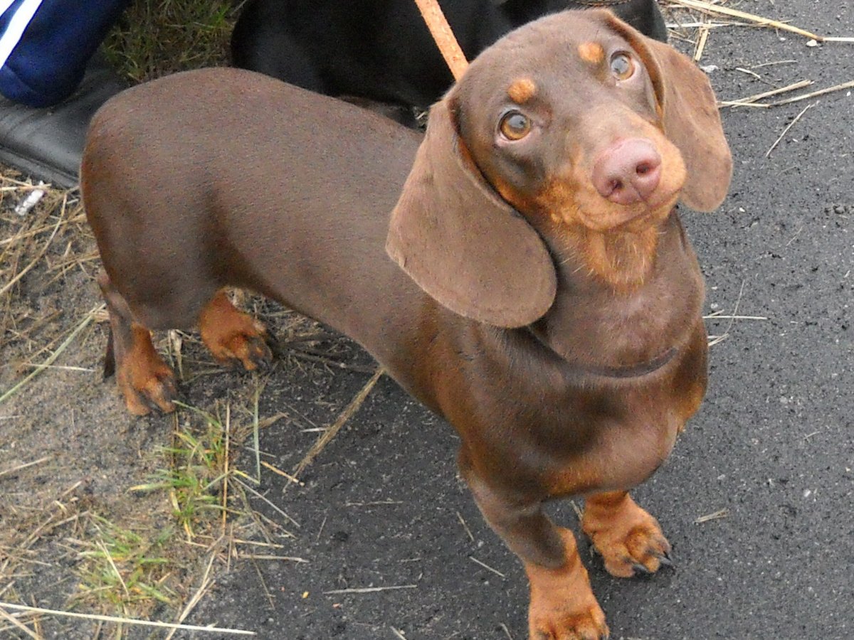 Кроличья такса коричневая