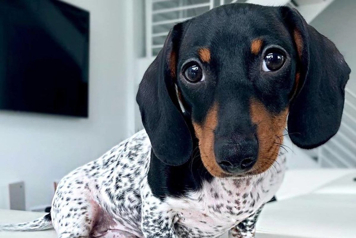 Такса белая с черными пятнами