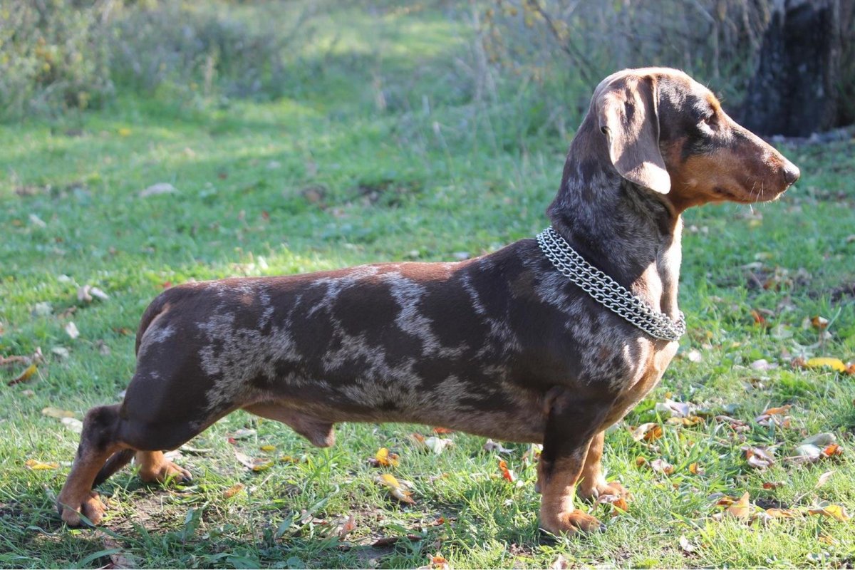 Мраморная карликовая такса