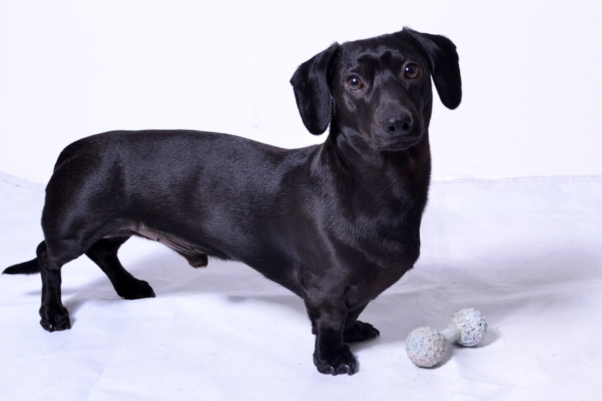 Такса черная