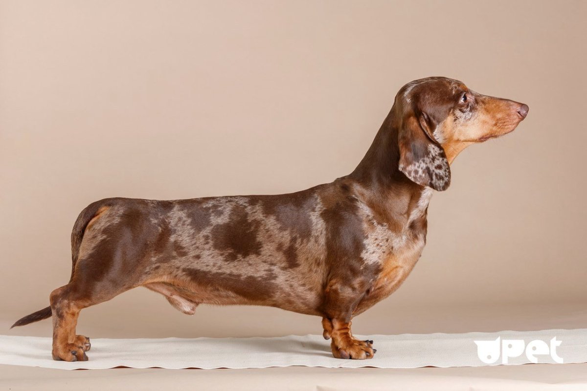 Королевская кроличья такса