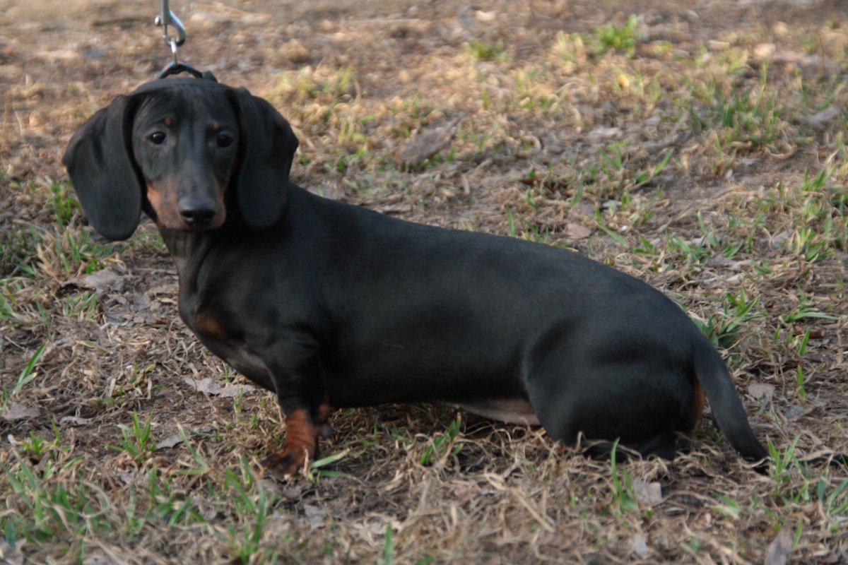 Такса мокко