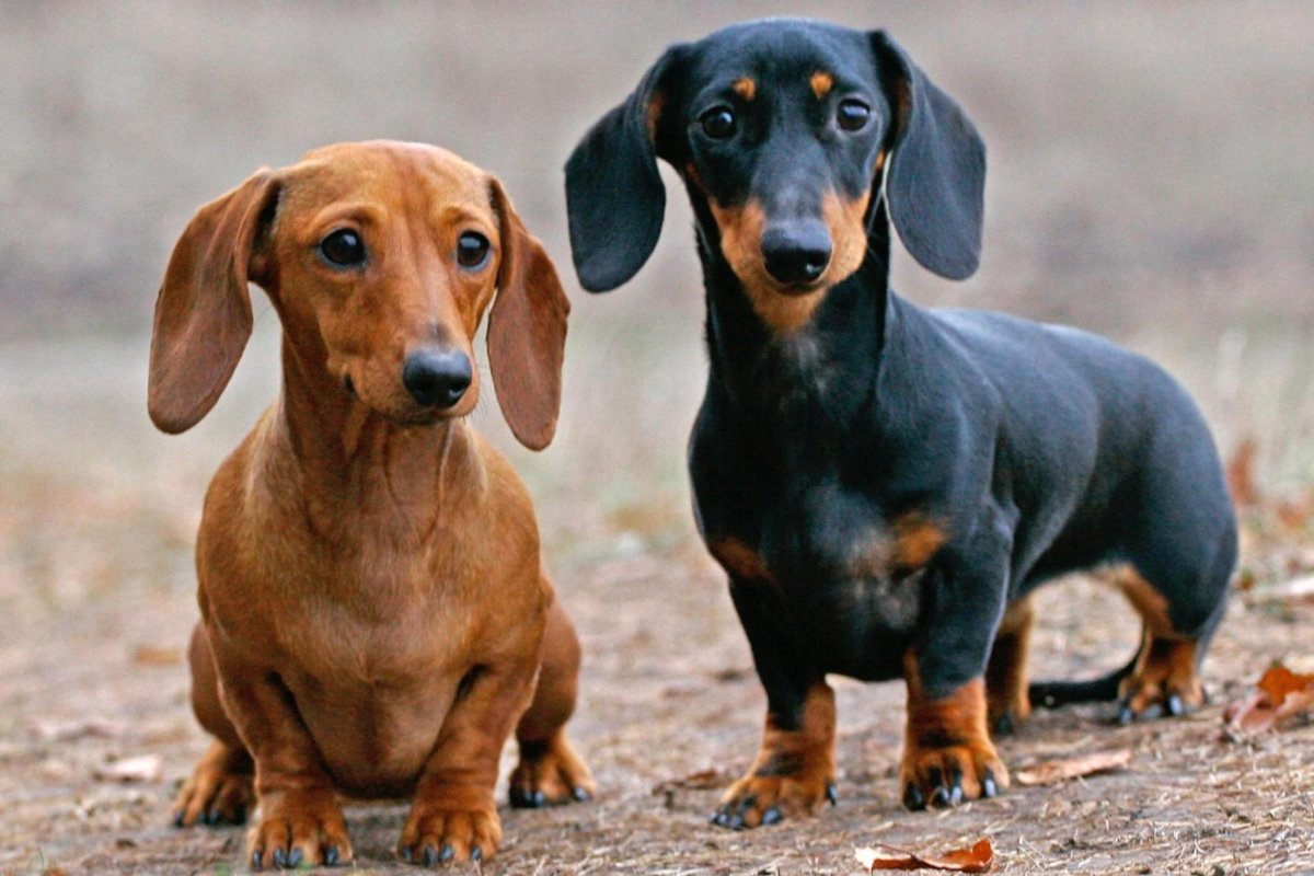 Карликовая такса