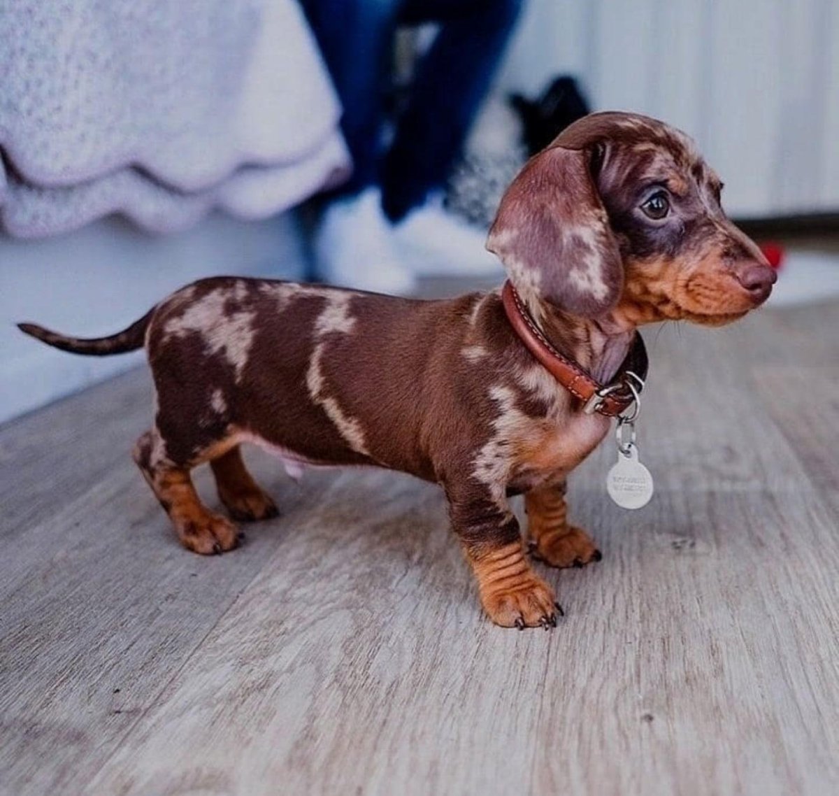 Кроличья такса пятнистая