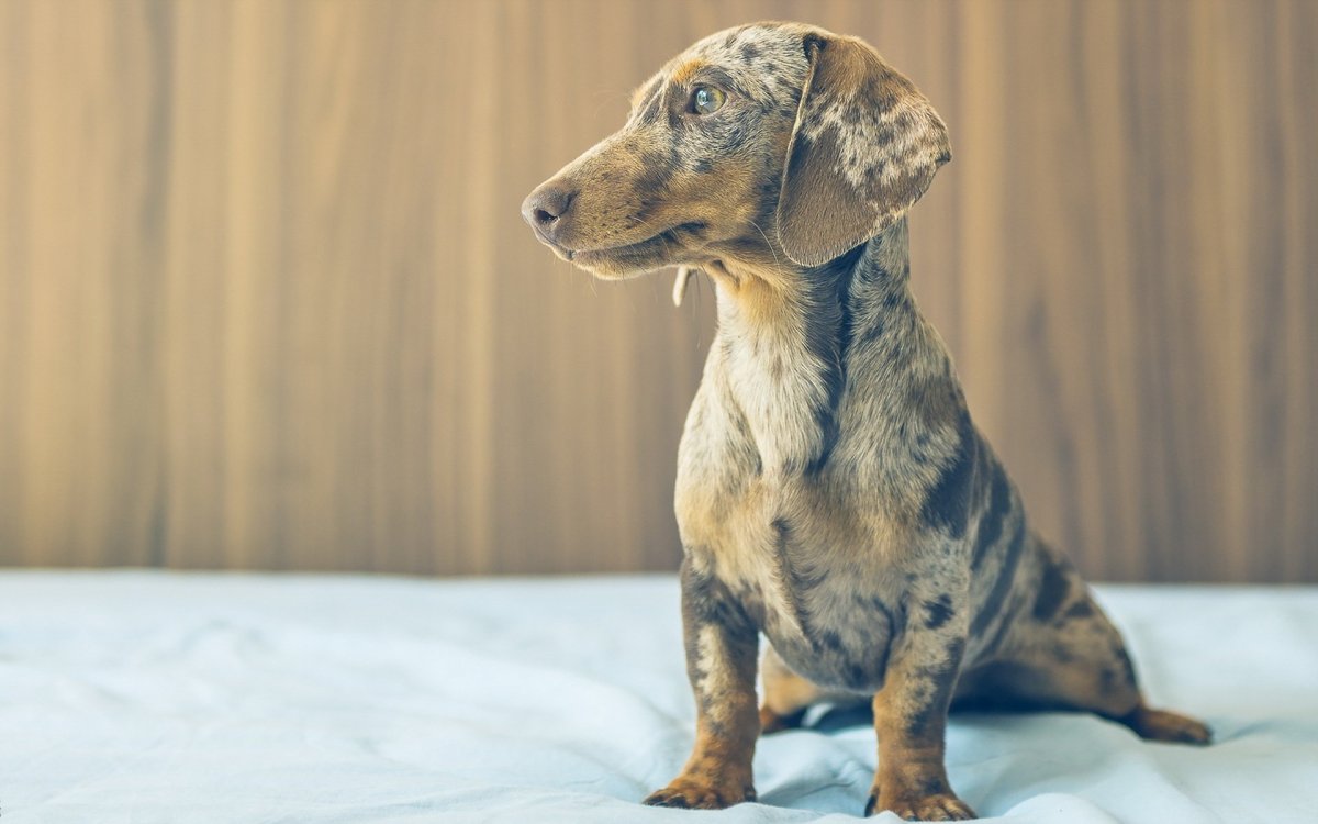 Мраморная карликовая такса