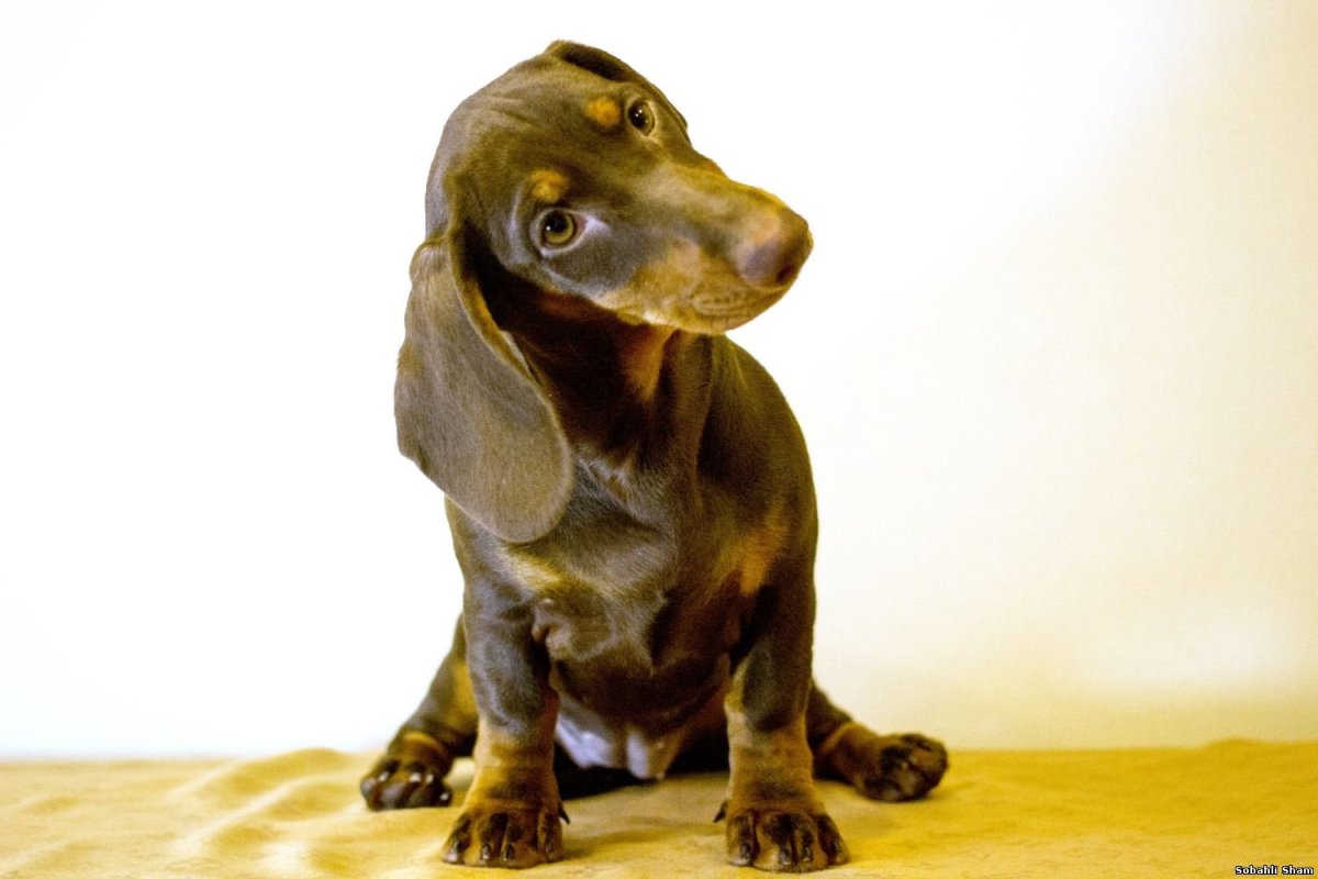 Голден такса