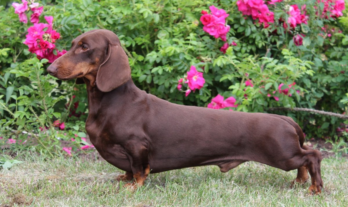 Такса шоколадного окраса