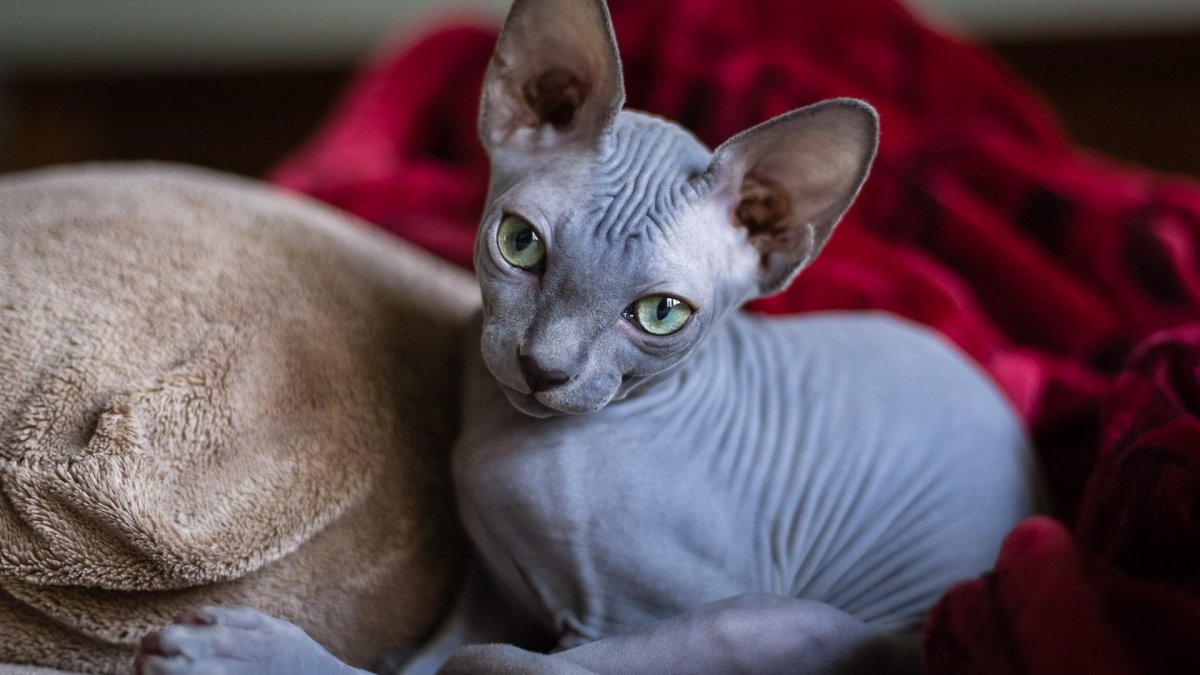 Кот породы сфинкс