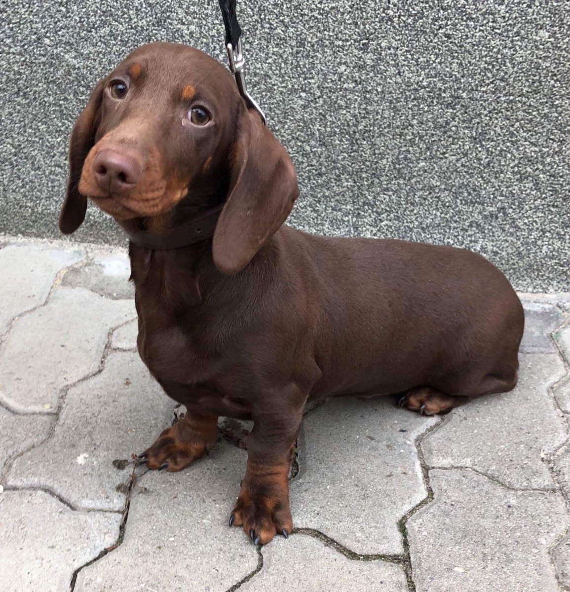 Шоколадная такса кроличья/карликовая