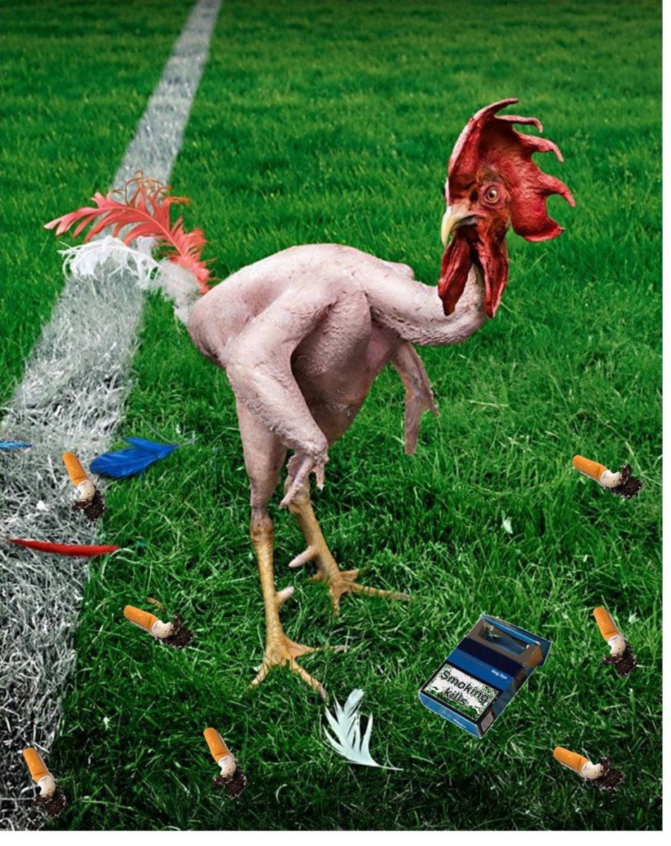 Австралия птичник