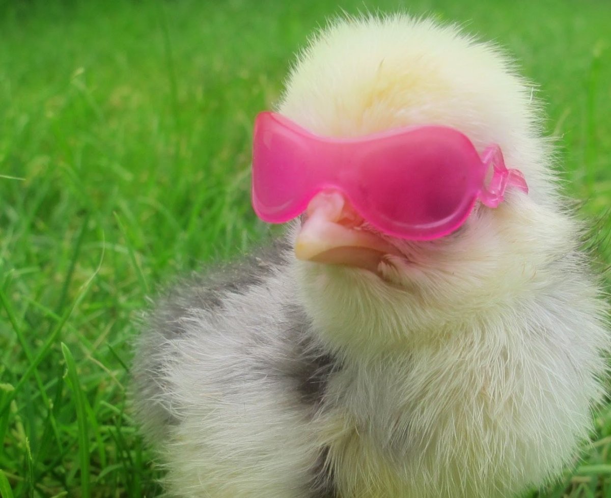 Смешная курица