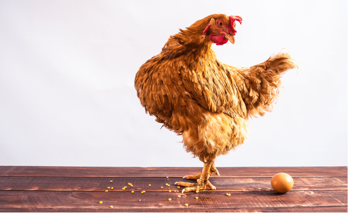 Курица и яйцо