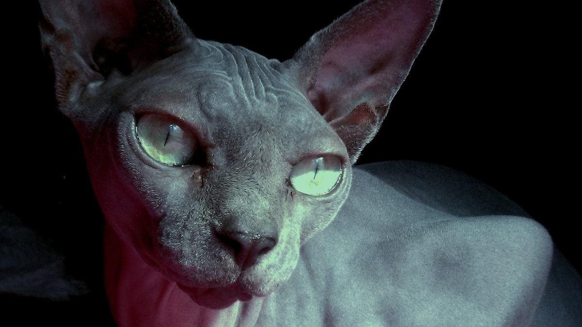 Кошка сфинкс аватар