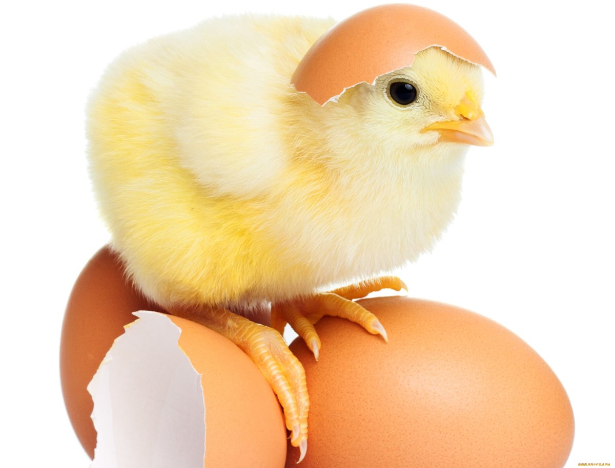 Курица выглядывает