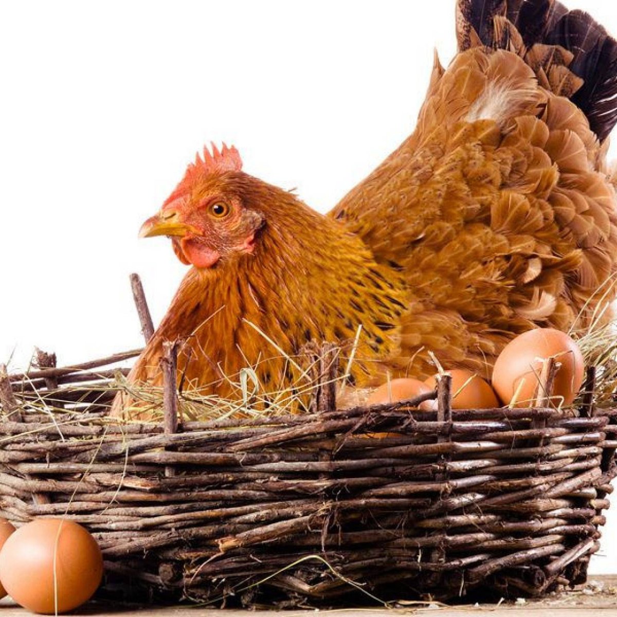 Ферма индюков