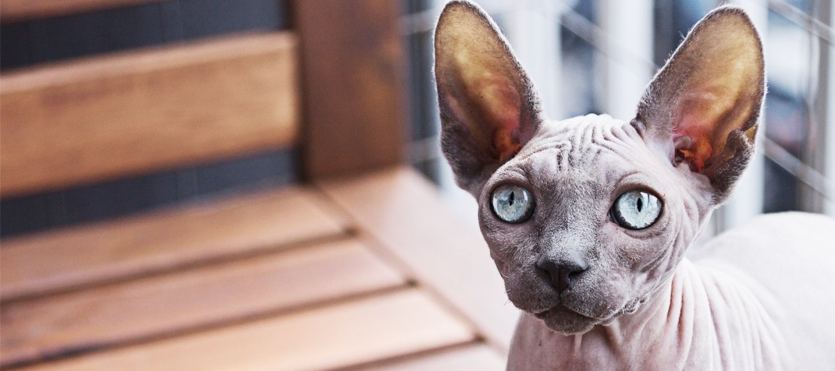 Сфинкс Триколор