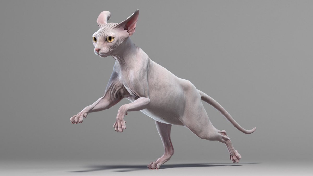 Кот сфинкс