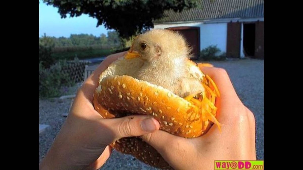 Гигантский ангорский кролик