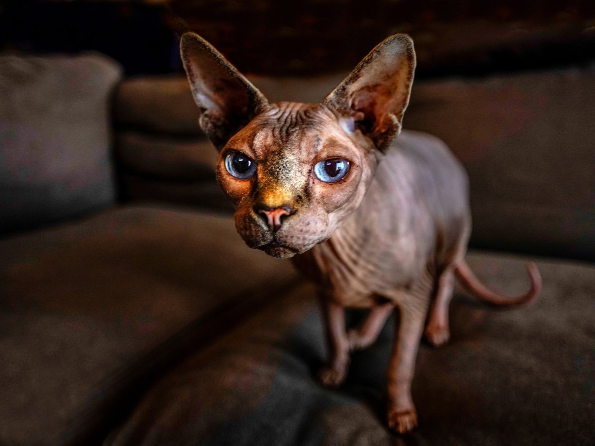 Канадский сфинкс пятнистый