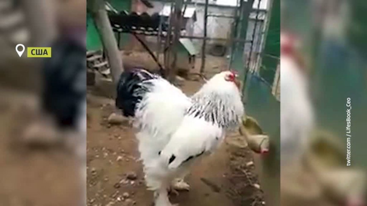 Самый опасный петух в мире