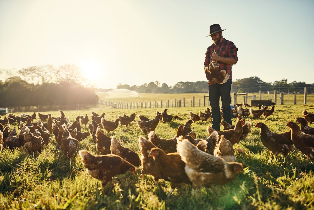 Га Донг Тао (слоновые куры)