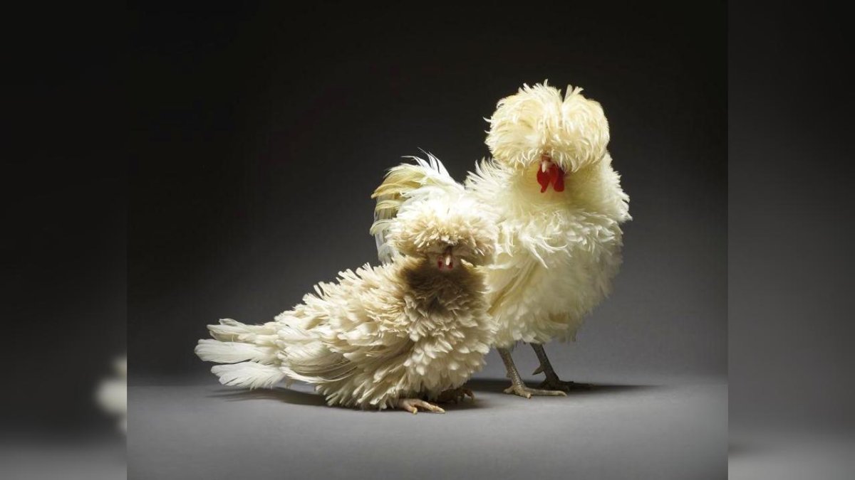 Петух Аям Цемани