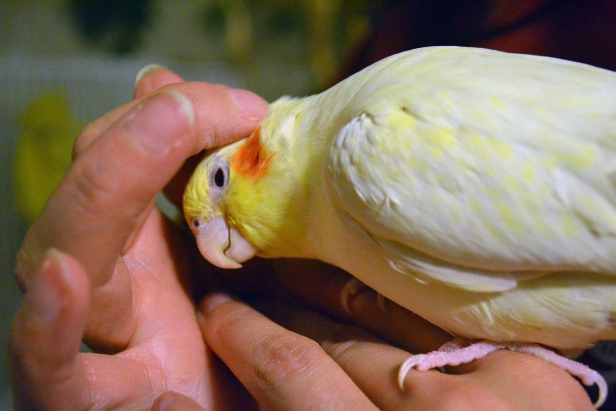 Попугай корелла