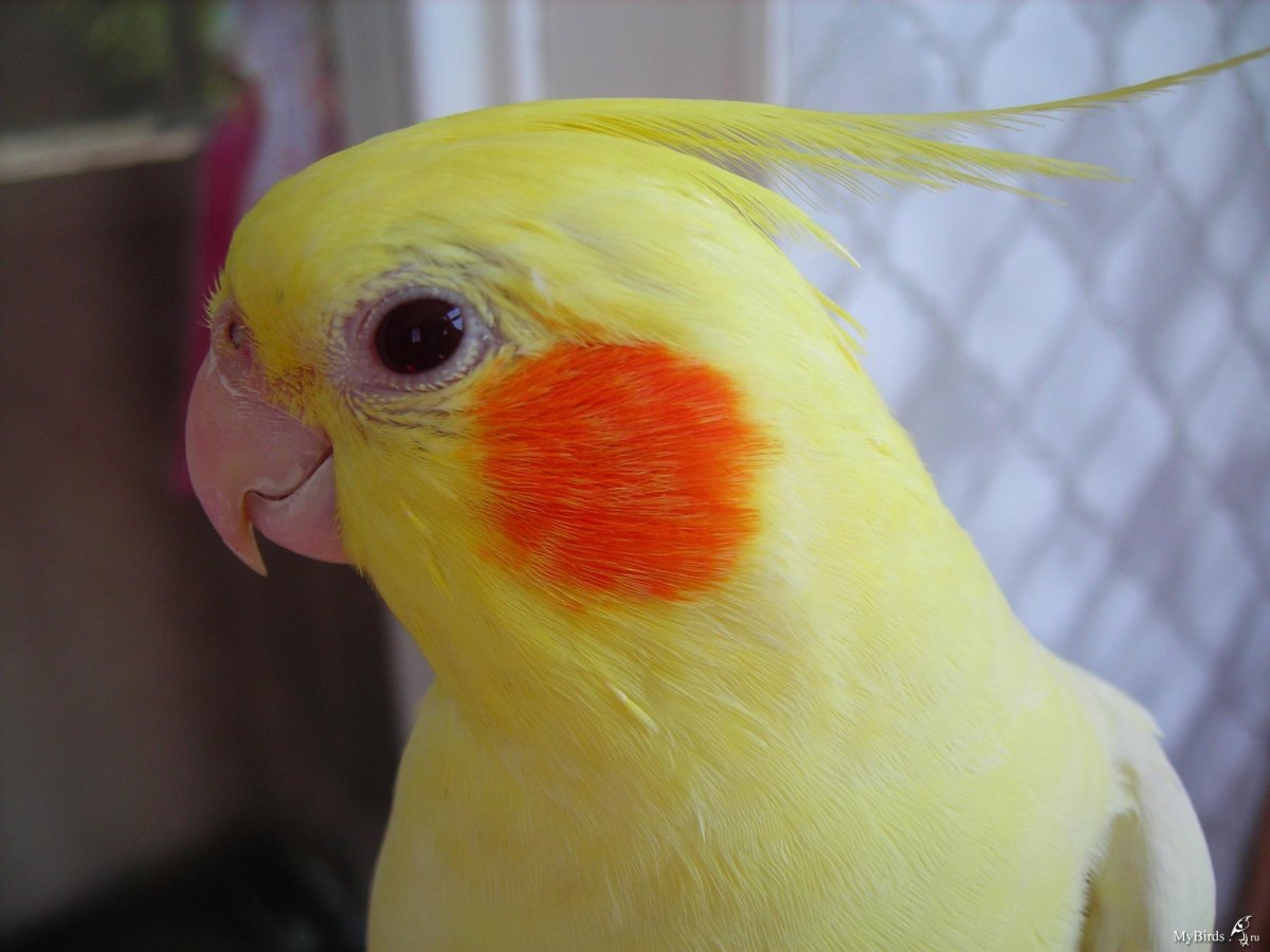 Аллергия на попугаев у детей