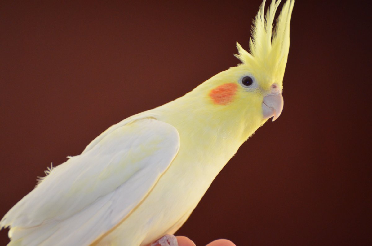 Корелла альбинос