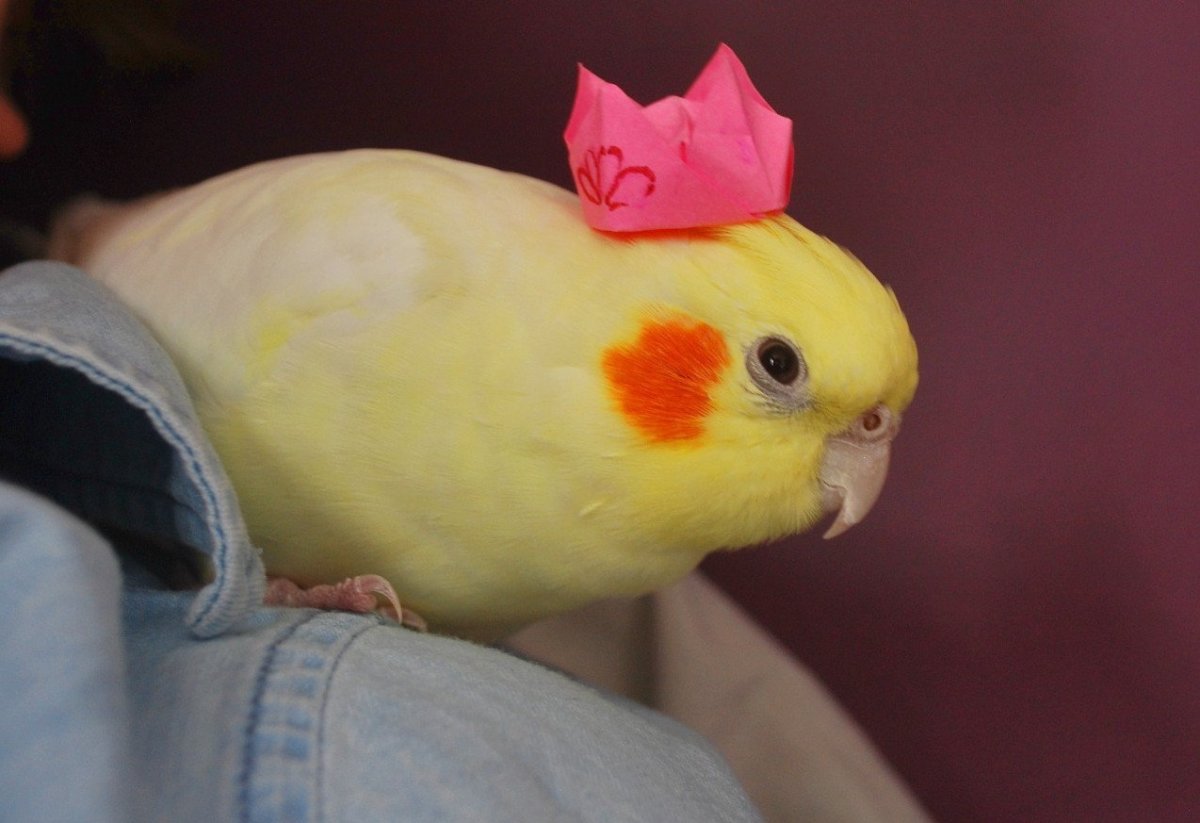 Желтый попугай с хохолком