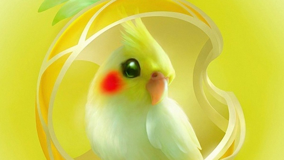 Cockatiel Wallpaper