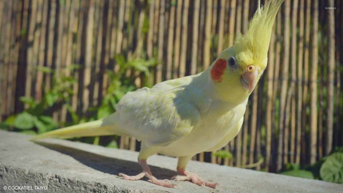 Попугай корелла полет