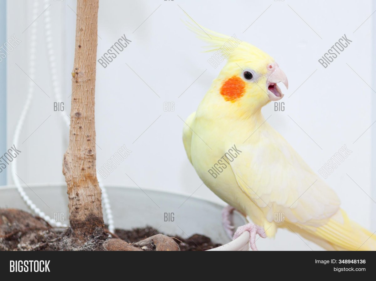 Корелла портрет