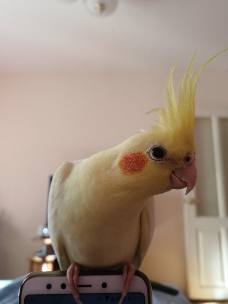 Какаду корелла волнистый