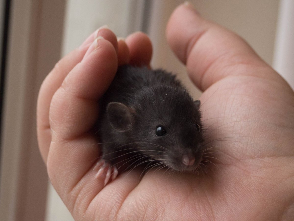 Крыса Дамбо черная