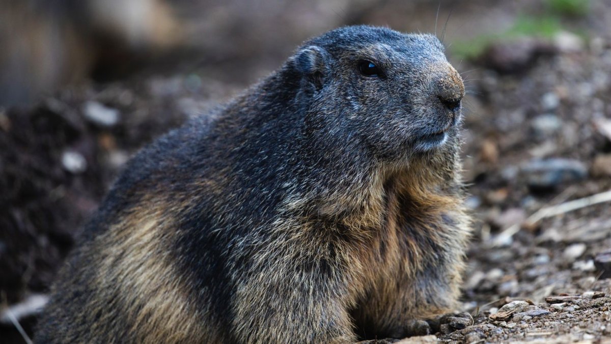 Олимпикский сурок