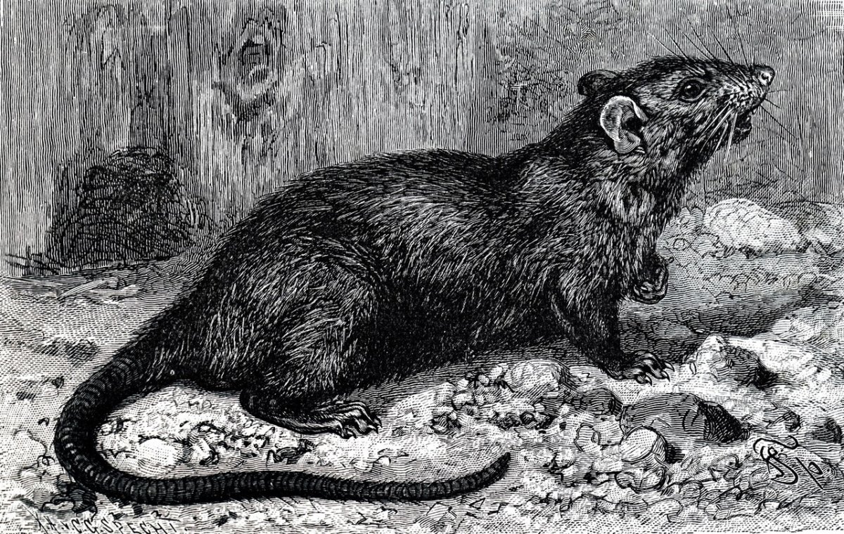 Крысы чума средневековье