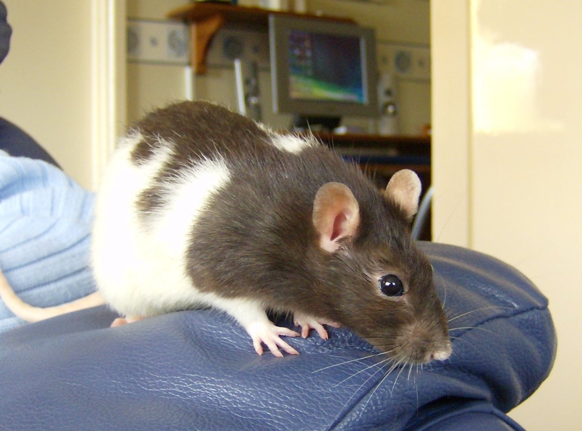 Крыса Дамбо трехцветная