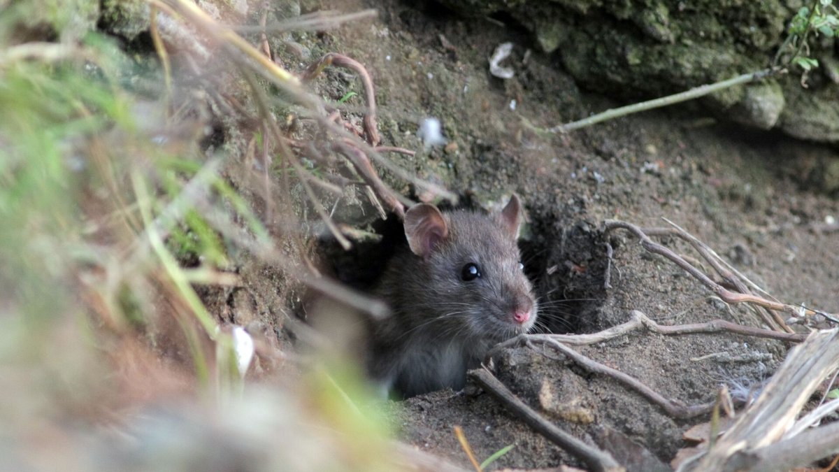 Мышиная норка