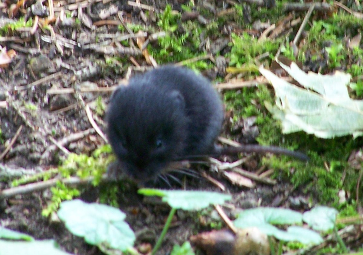 Microtus subterraneus