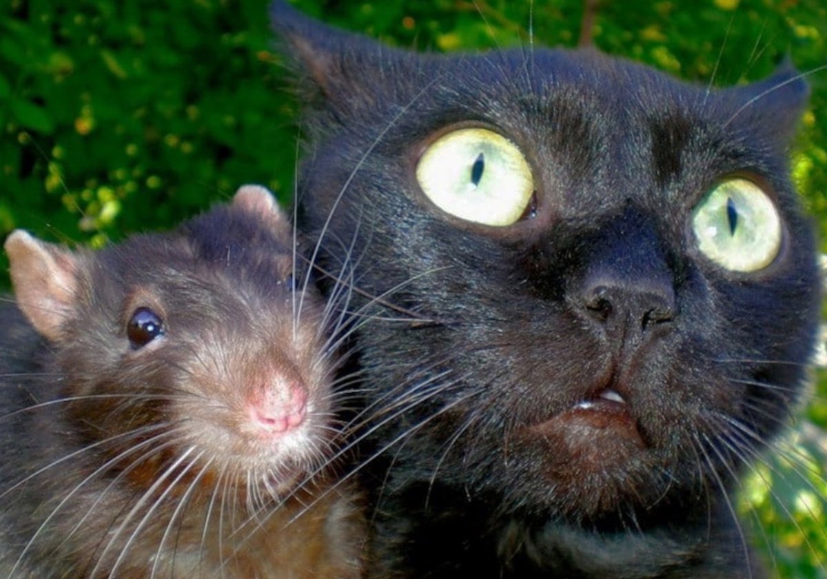 Кот и крыса