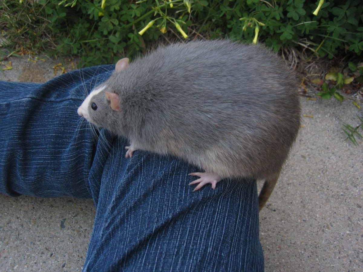 Пушистая крыса
